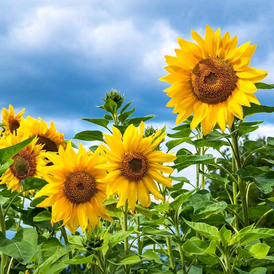 𝓼𝓮𝓪𝓼𝓮𝓪.淡定