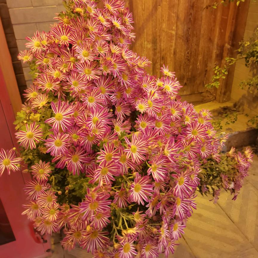 摇摇晃晃又一年