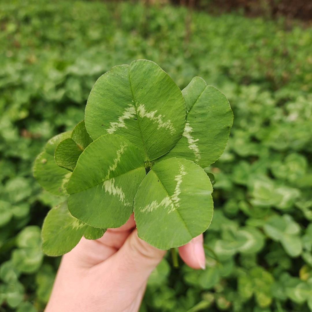 L登登
