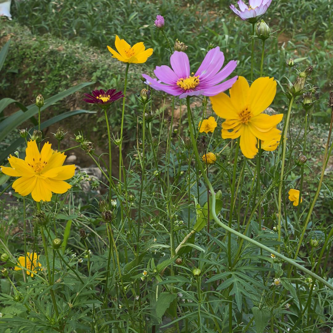 不到黄河心不死