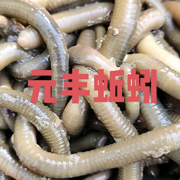 元丰蚯蚓