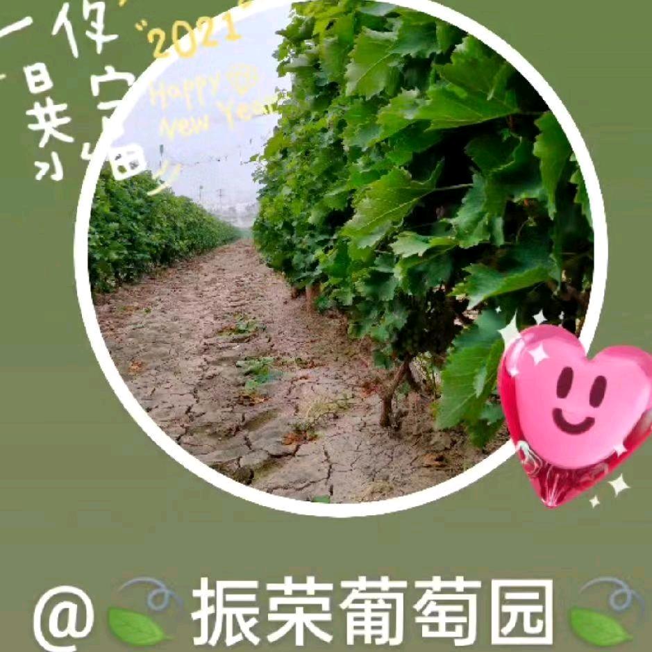 🍃振荣葡萄采摘园🍃