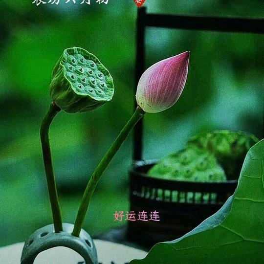 甜甜513