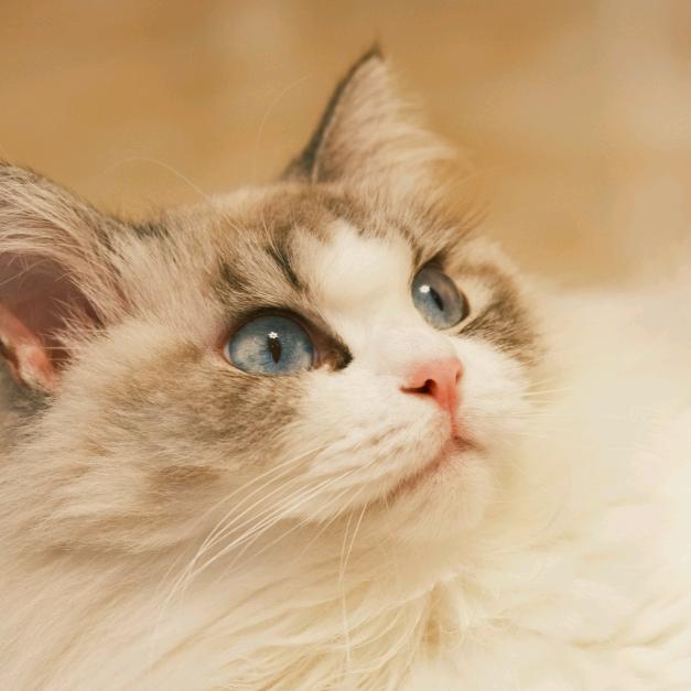 大猫椒椒的拍摄日常