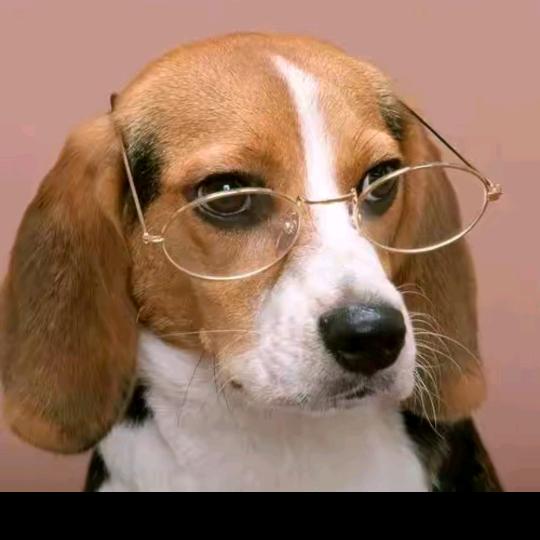 碰花碰草不碰情