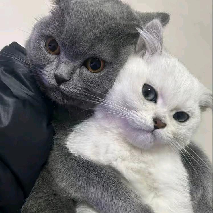 猫罐罐