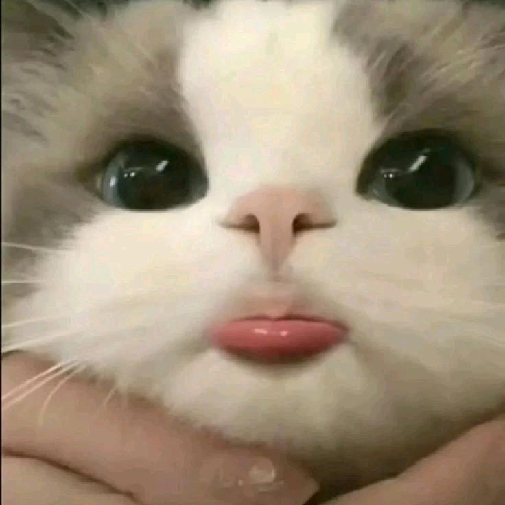 薛猪的跟屁虫