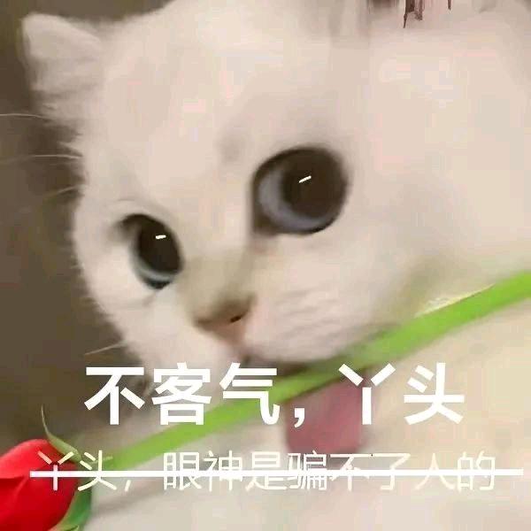 𖦞 锅里炖着汤〽️