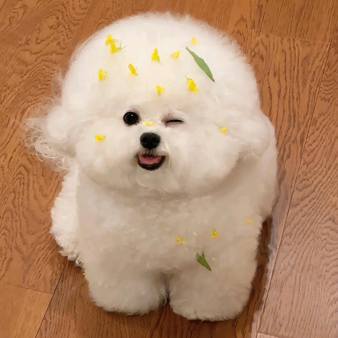 花果花果干