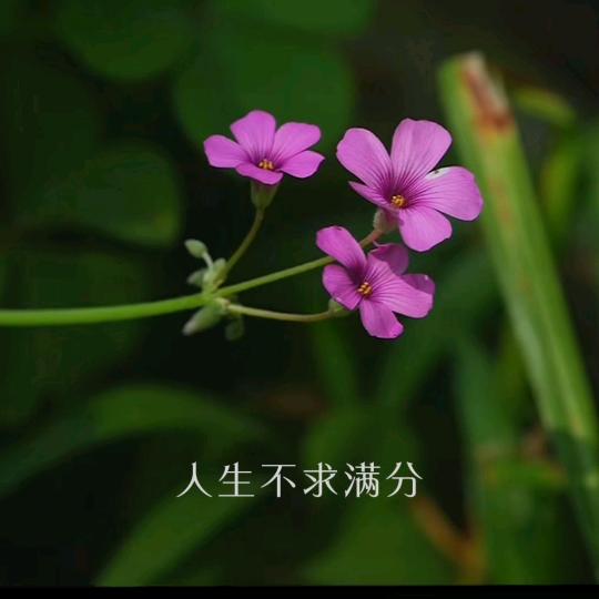 踮起脚尖，靠近阳光