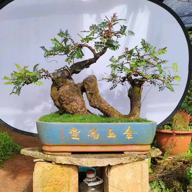 《阿木盆景桩园》