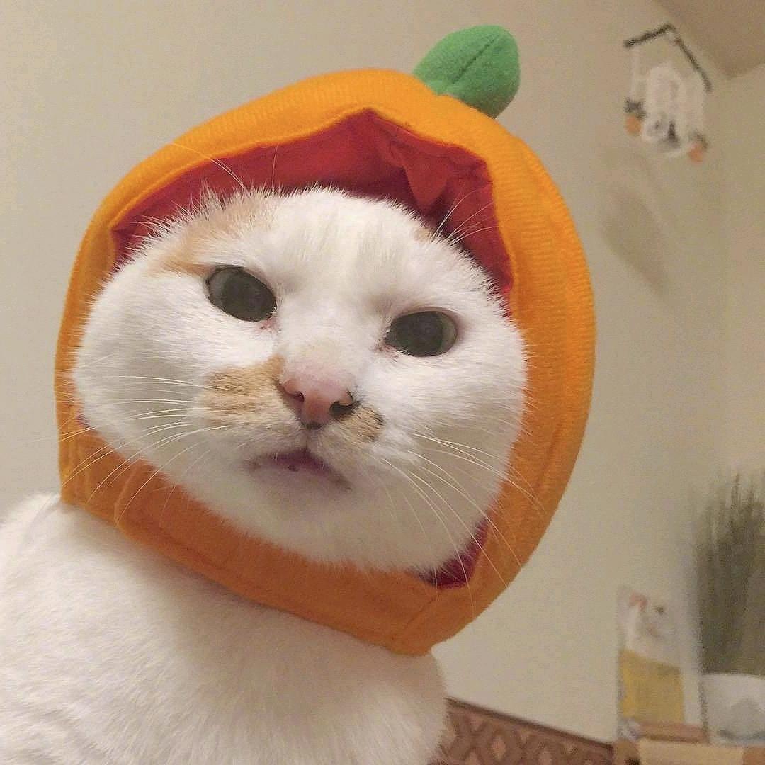 小猫me剧场