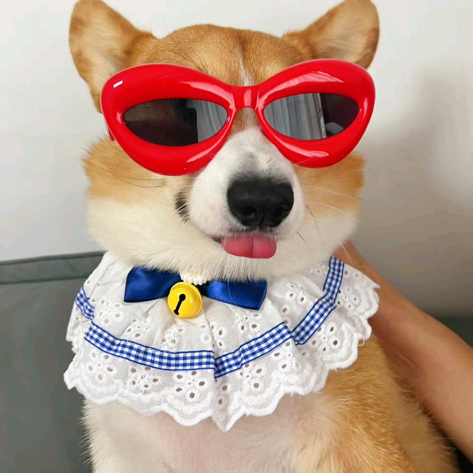 一只哈吉硕