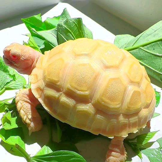 爱龟姑娘🐢醒醒
