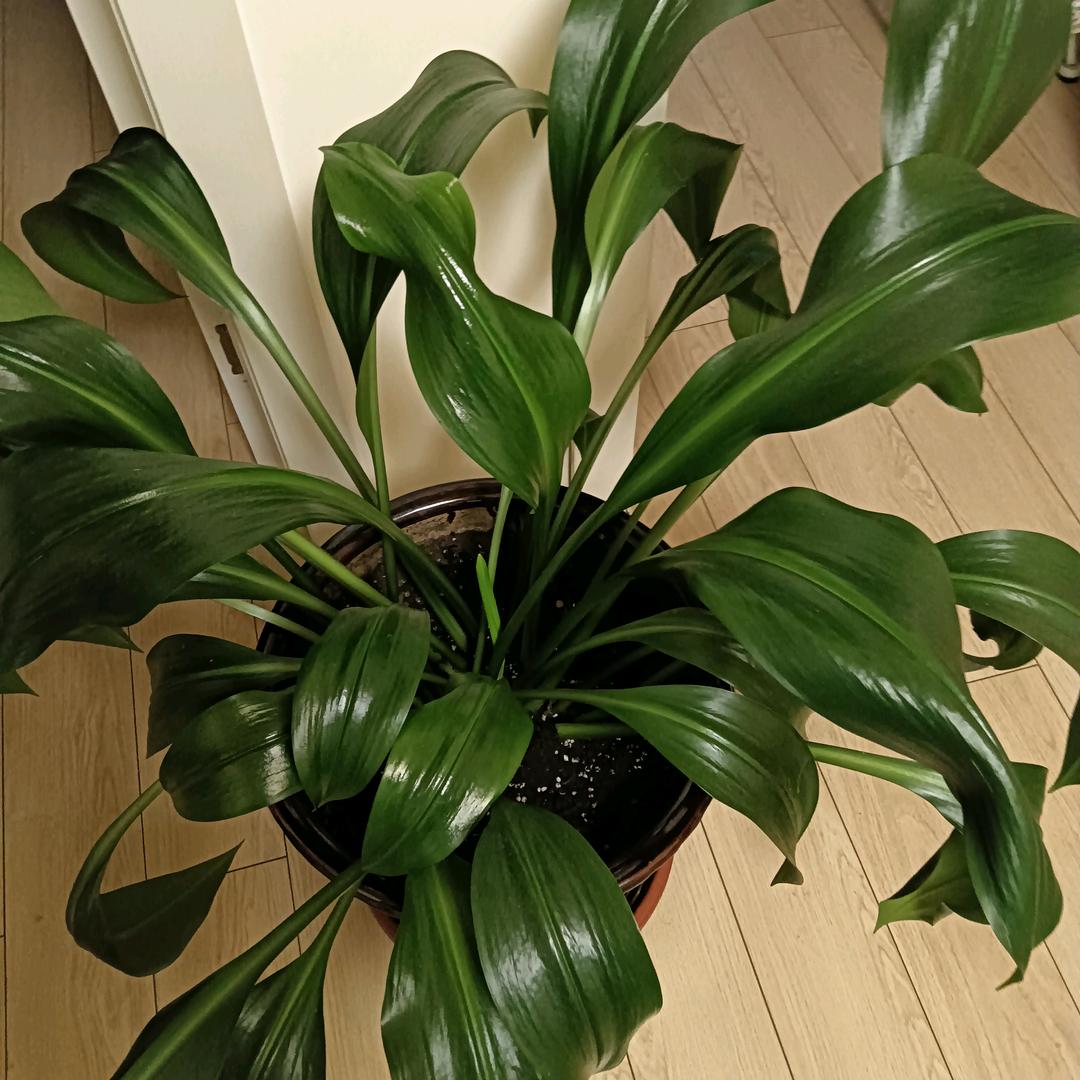一根小火柴