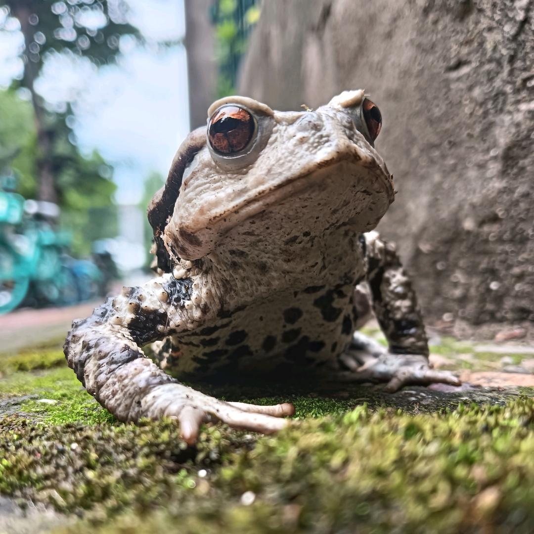 ＇
