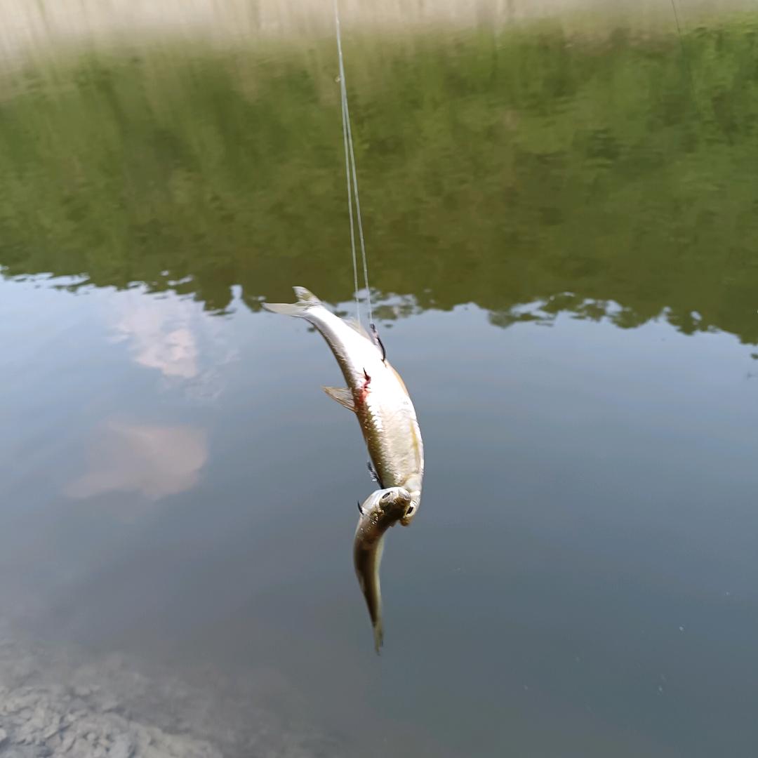 逗钓~跳跳鱼🐟🐟