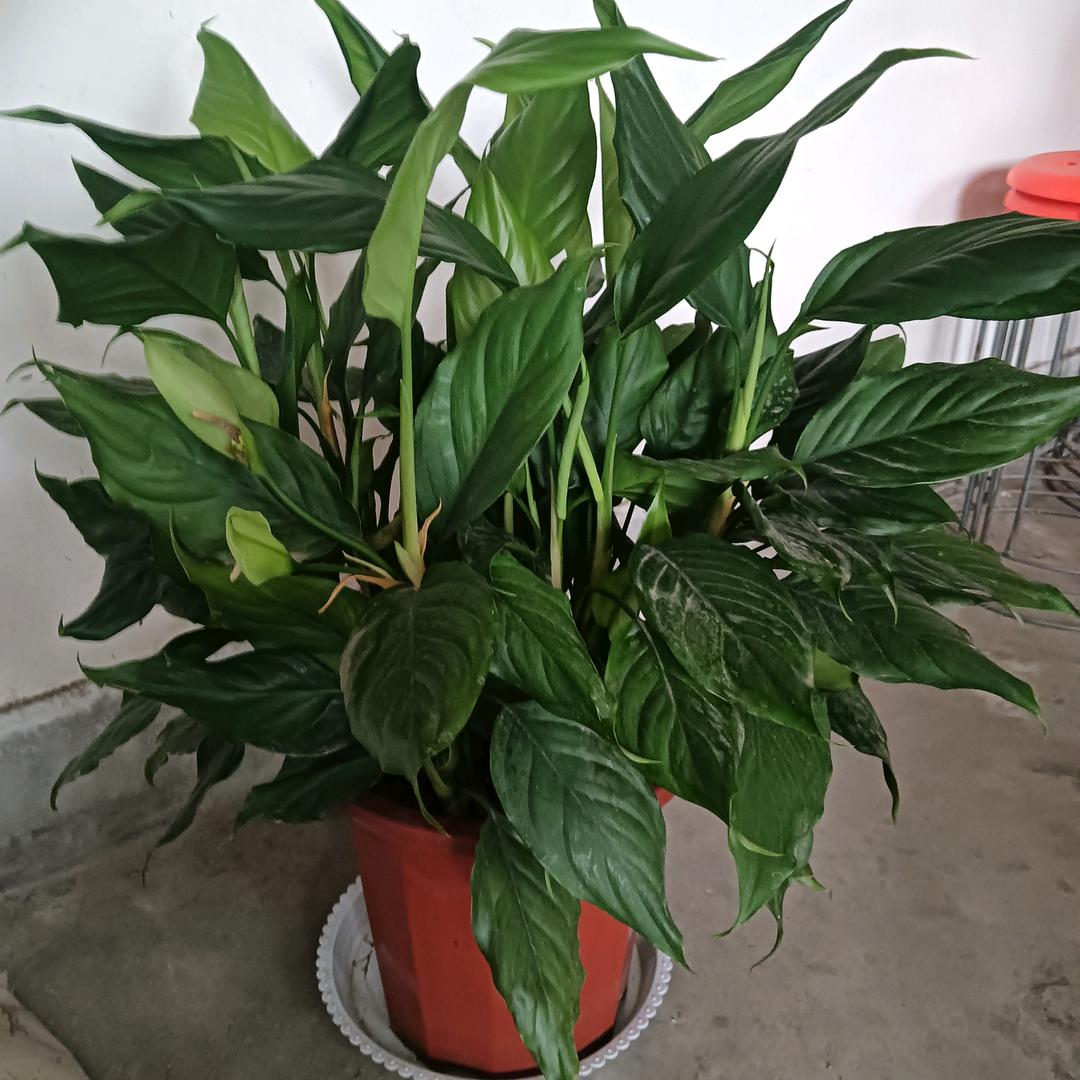 没有农民证的农民