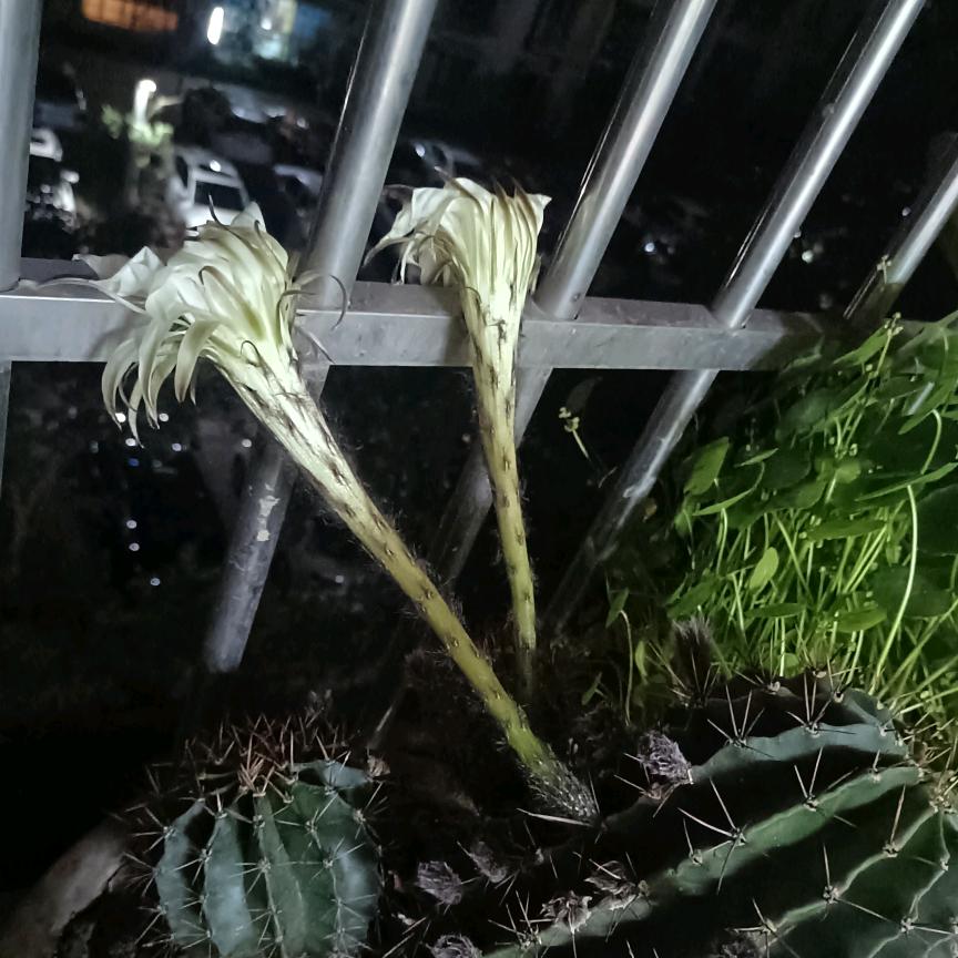 绵阳顺安二手车销售有限公司