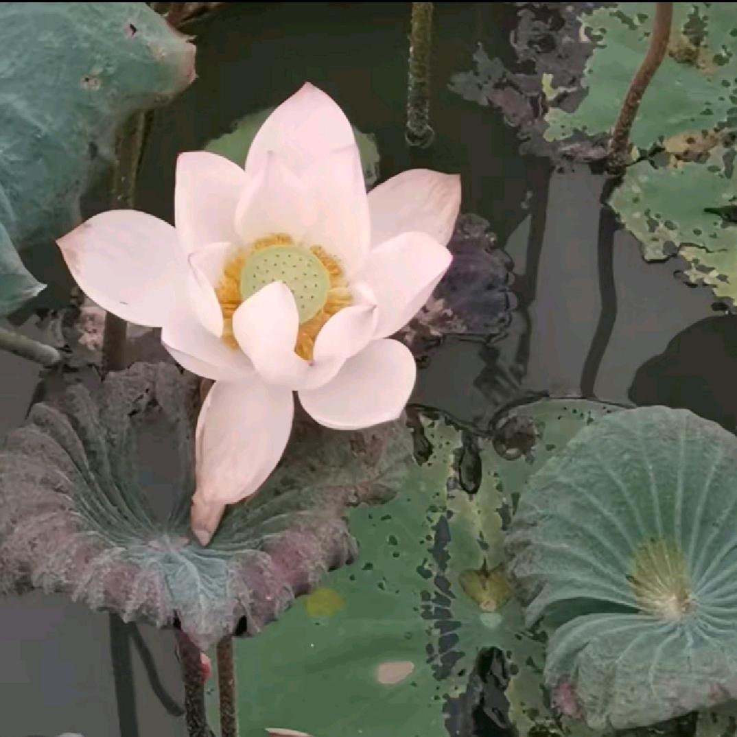 努力活着，希望在明天