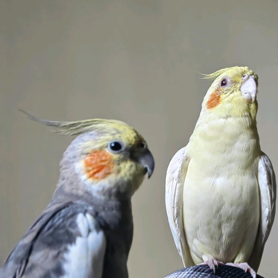 小七音