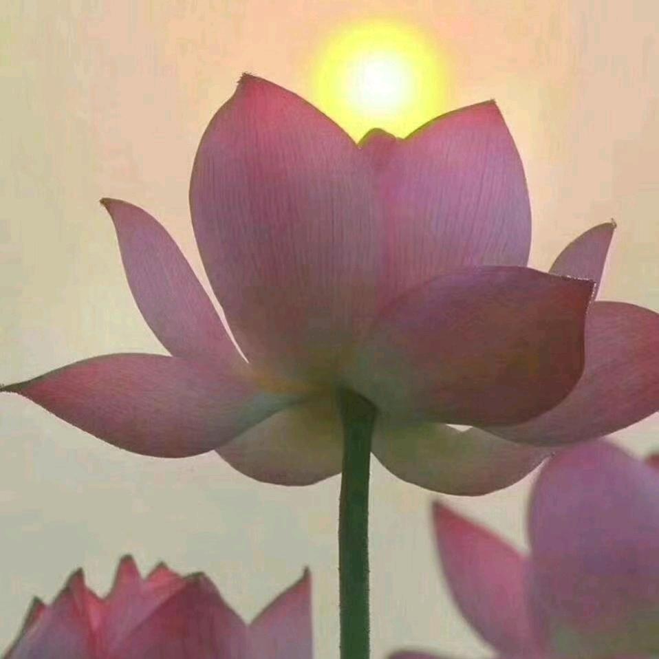 玲鑫