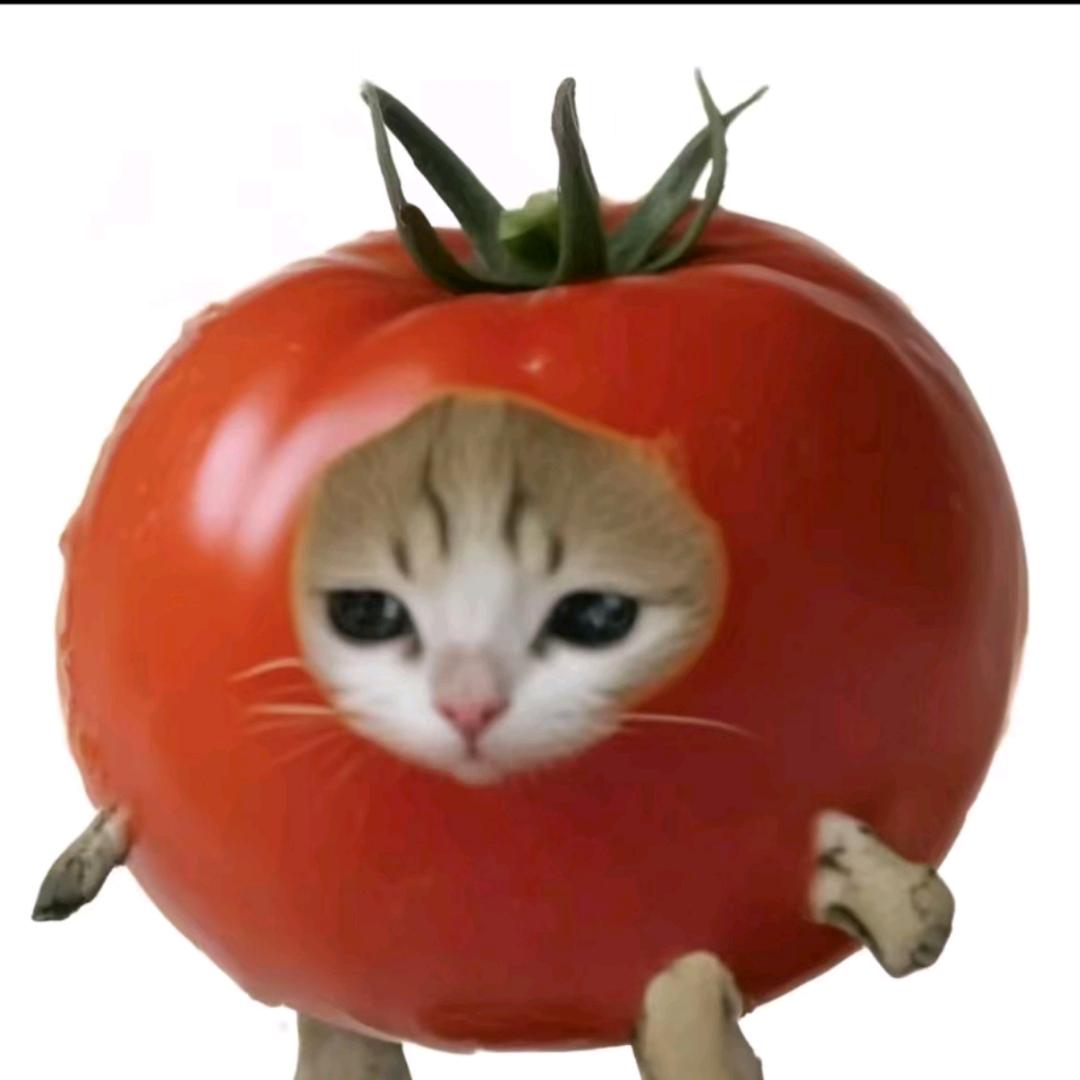 番茄猫小剧场