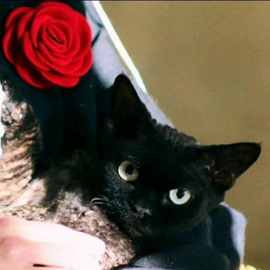 热情麻辣烫yu🌸