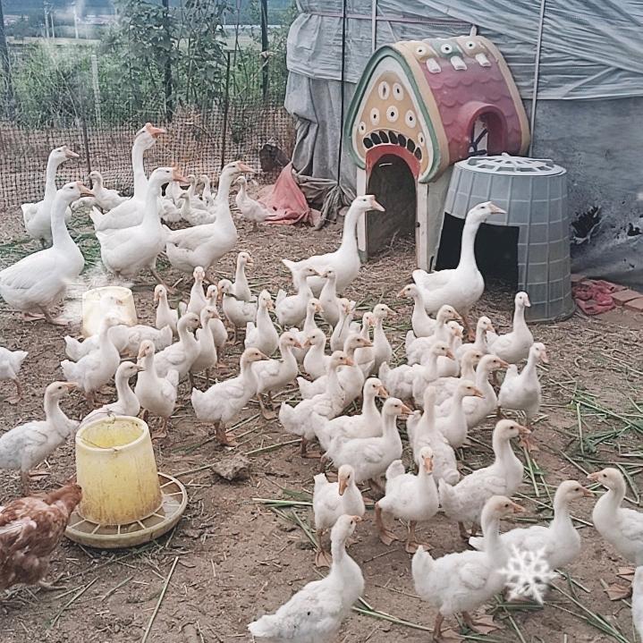 产蛋王（五龙鹅）（大三花）