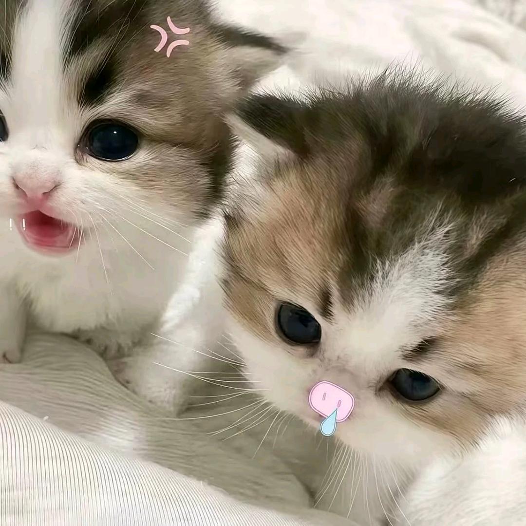 寿司