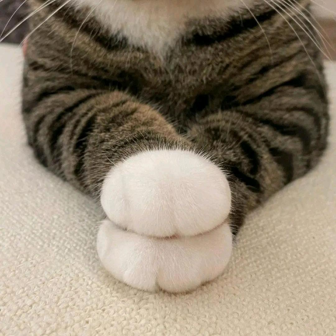 乔乔大仙