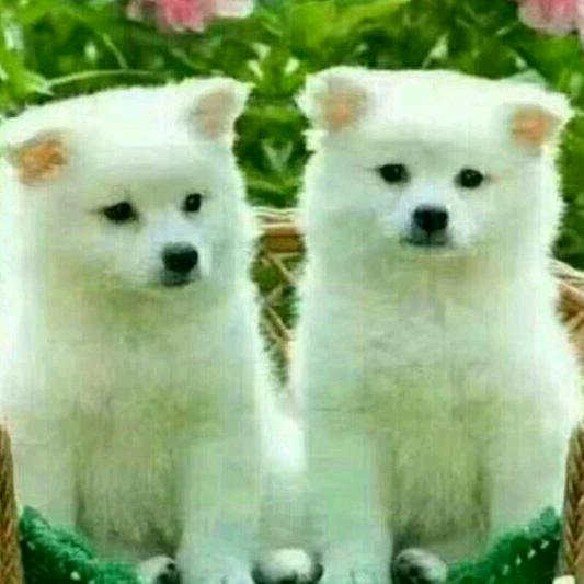 半支烟的时间🌾🌾