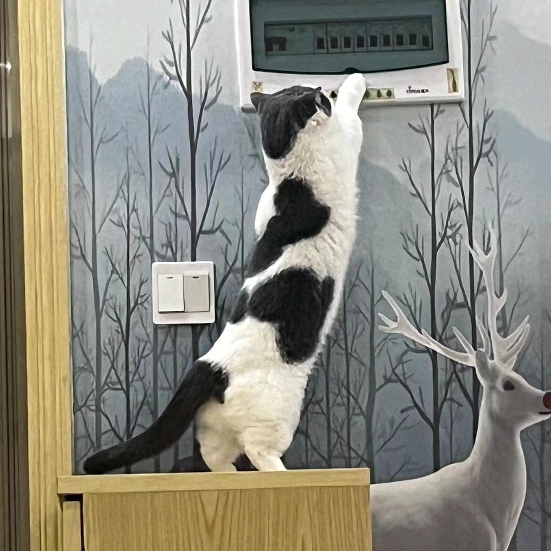 小傻瓜