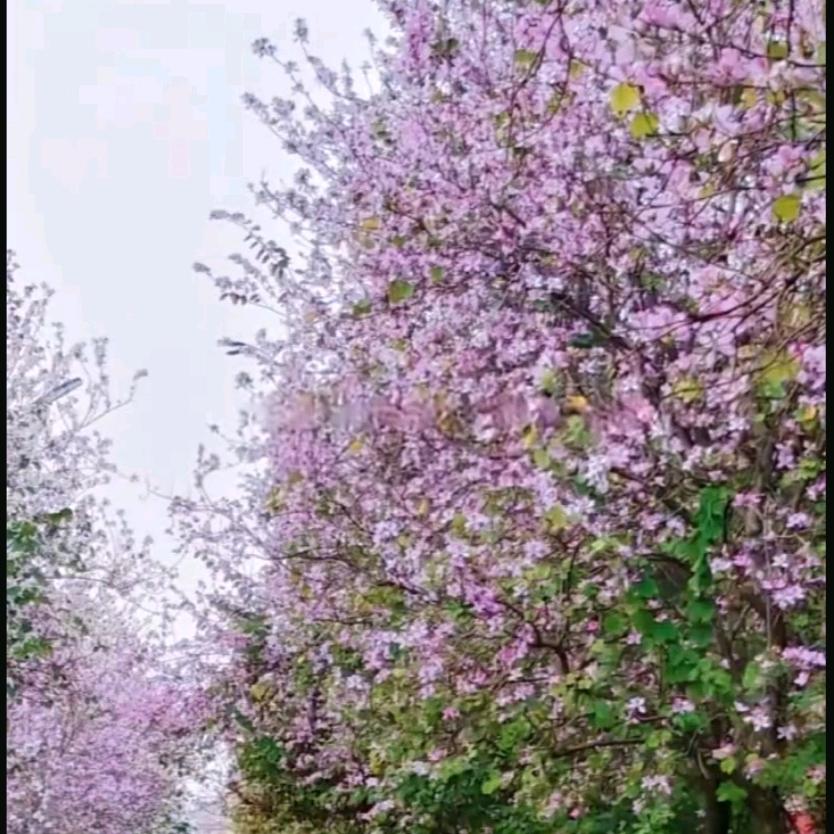 邻家女孩