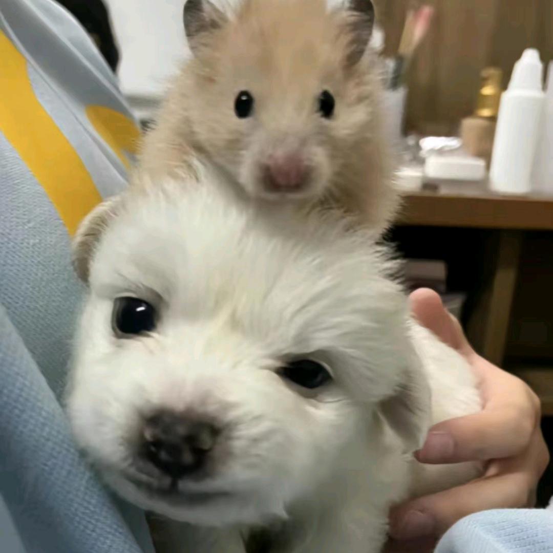 辣鼻小新