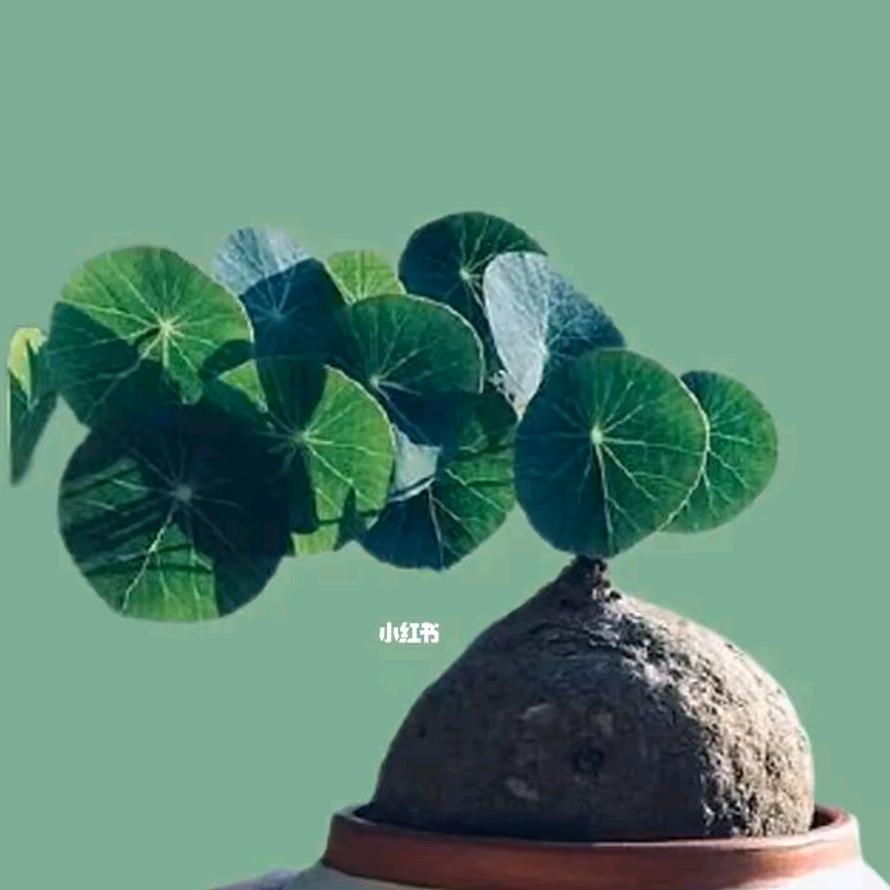 郭姐