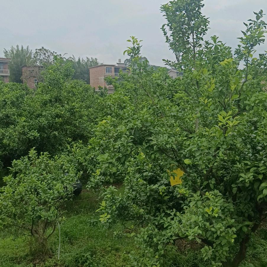 广西荔浦阿恒苗木柑橘免疫剂黄龙黄化防控