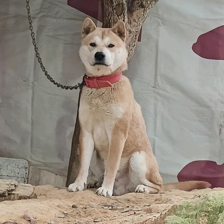 梧州田园犬爱好者