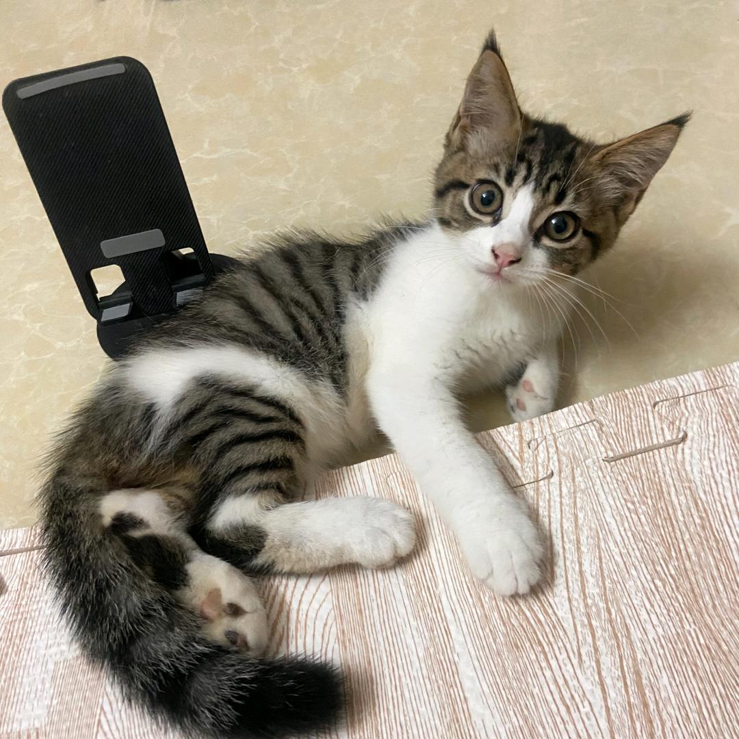 三十六不吃小孩