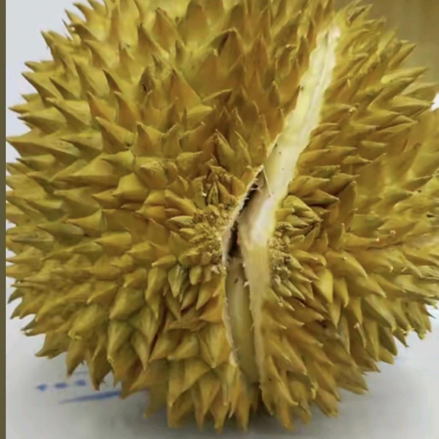 九龙城“套榴莲”