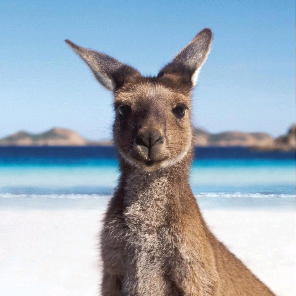 ￴￴ ￴是李呀