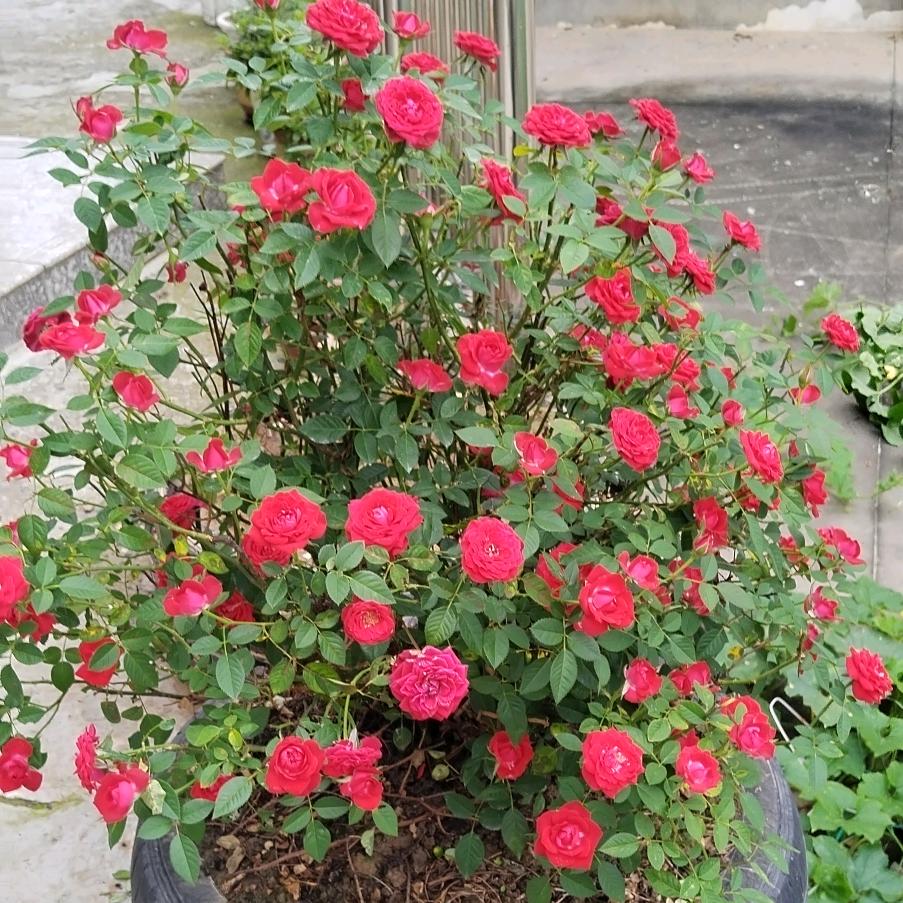 蓝莲花🌸🌸🌹🌹🌱