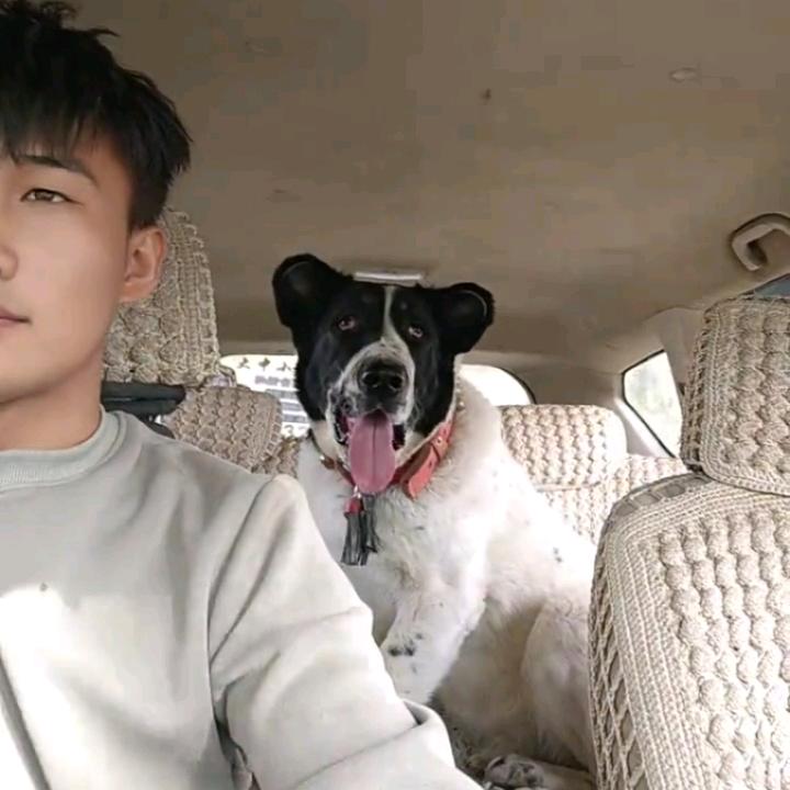 ℳ新和县小刘猛犬舍