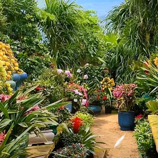 绿植花卉基地