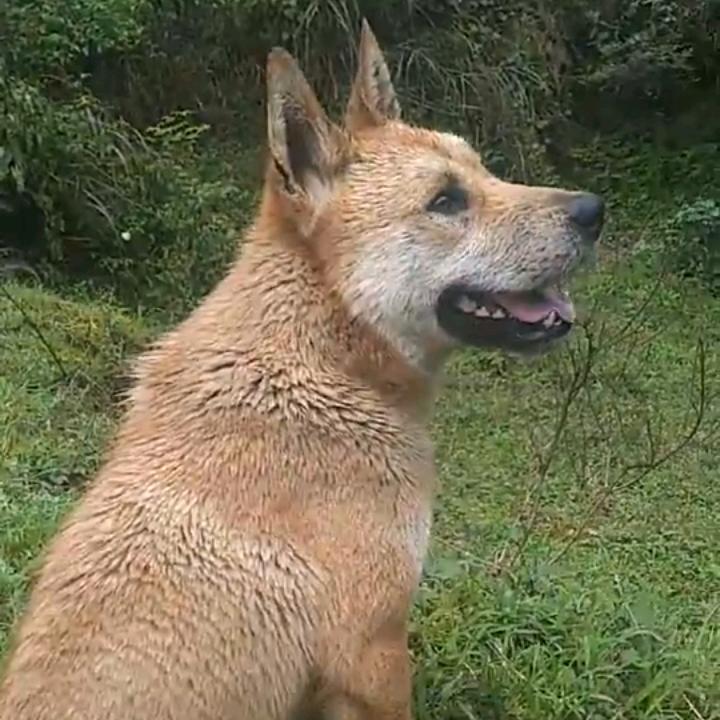 实战田园犬