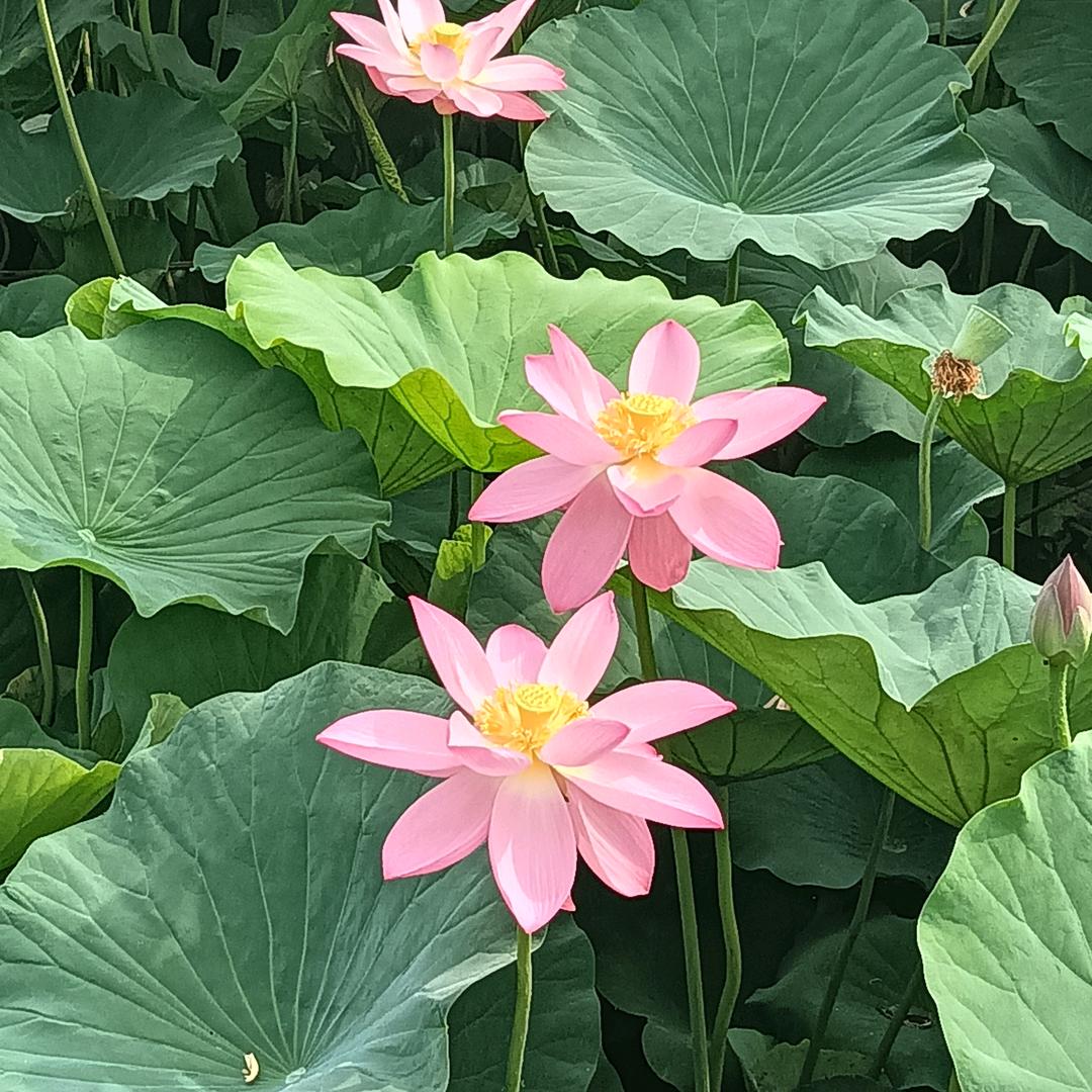 哥就是哥，不一样的烟火