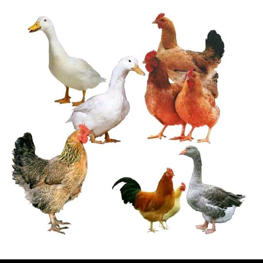 诸城《顺发活鸡批发》