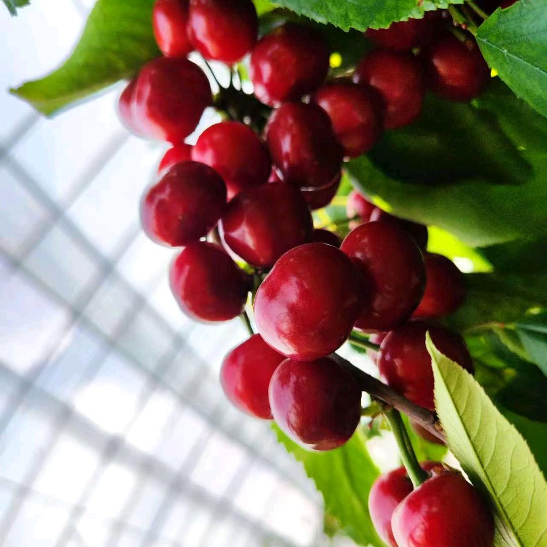 丑男，春棚樱桃