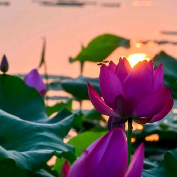 芙蓉