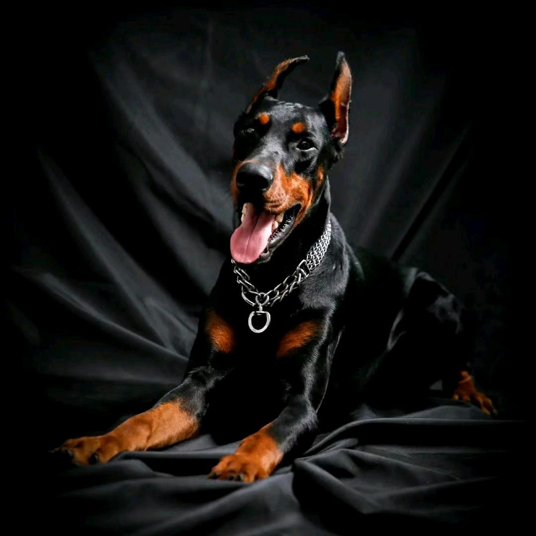启源杜宾犬舍